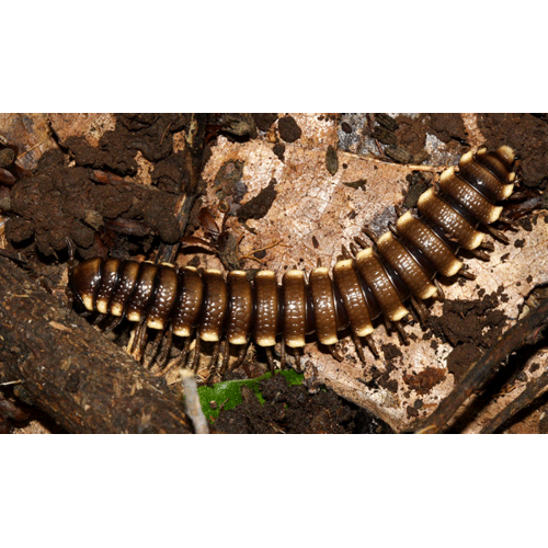 Семейство Aphelidesmidae фото