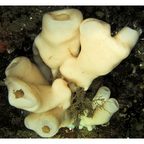 Семейство Aphrocallistidae  фото