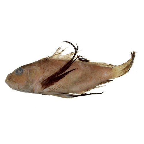 Семейство Apistidae фото