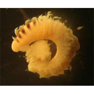 Семейство Apistobranchidae фото