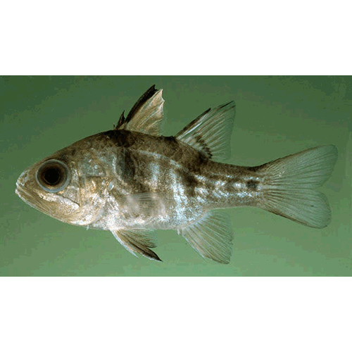 Род Apogonichthyoides фото