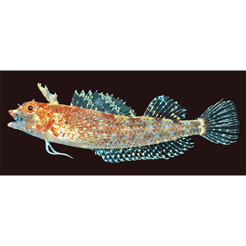 Род Apopterygion фото