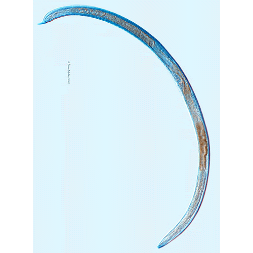 Семейство Aporcelaimidae  фото