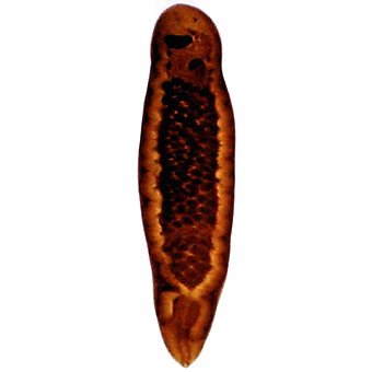 Семейство Aporocotylidae  фото