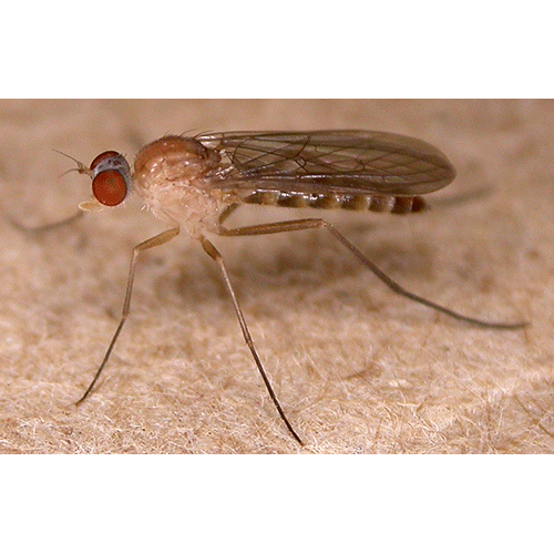 Семейство Apsilocephalidae фото