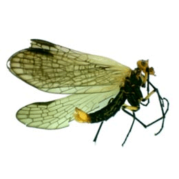 Семейство Apteropanorpidae фото