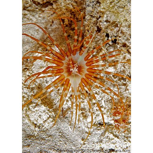 Семейство Arachnactidae  фото