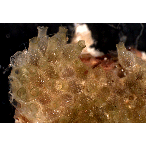Семейство Arachnopusioidea фото