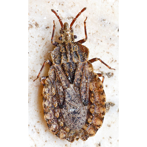 Семейство Aradoidea фото