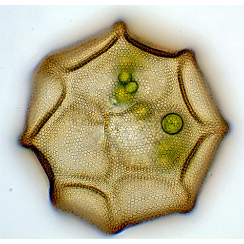 Семейство Arcellidae фото