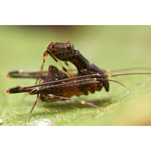 Семейство Archaeidae фото