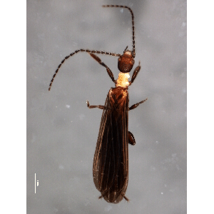 Семейство Archembiidae фото