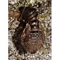 Семейство Archipsocidae фото