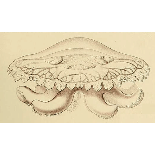 Семейство Archirhizidae  фото