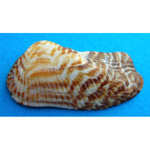 Семейство Arcoidea  фото