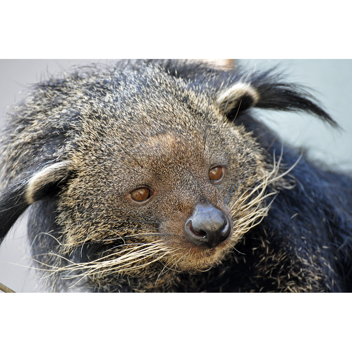 Бинтуронг (Arctictis binturong) Фото №10