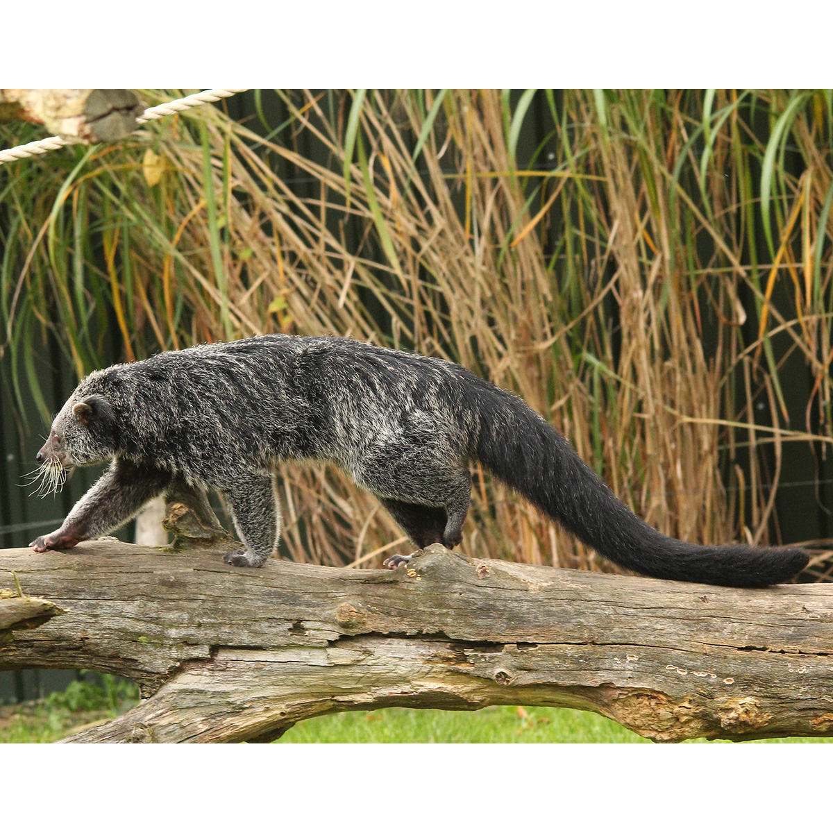 Бинтуронг (Arctictis binturong) Фото №2