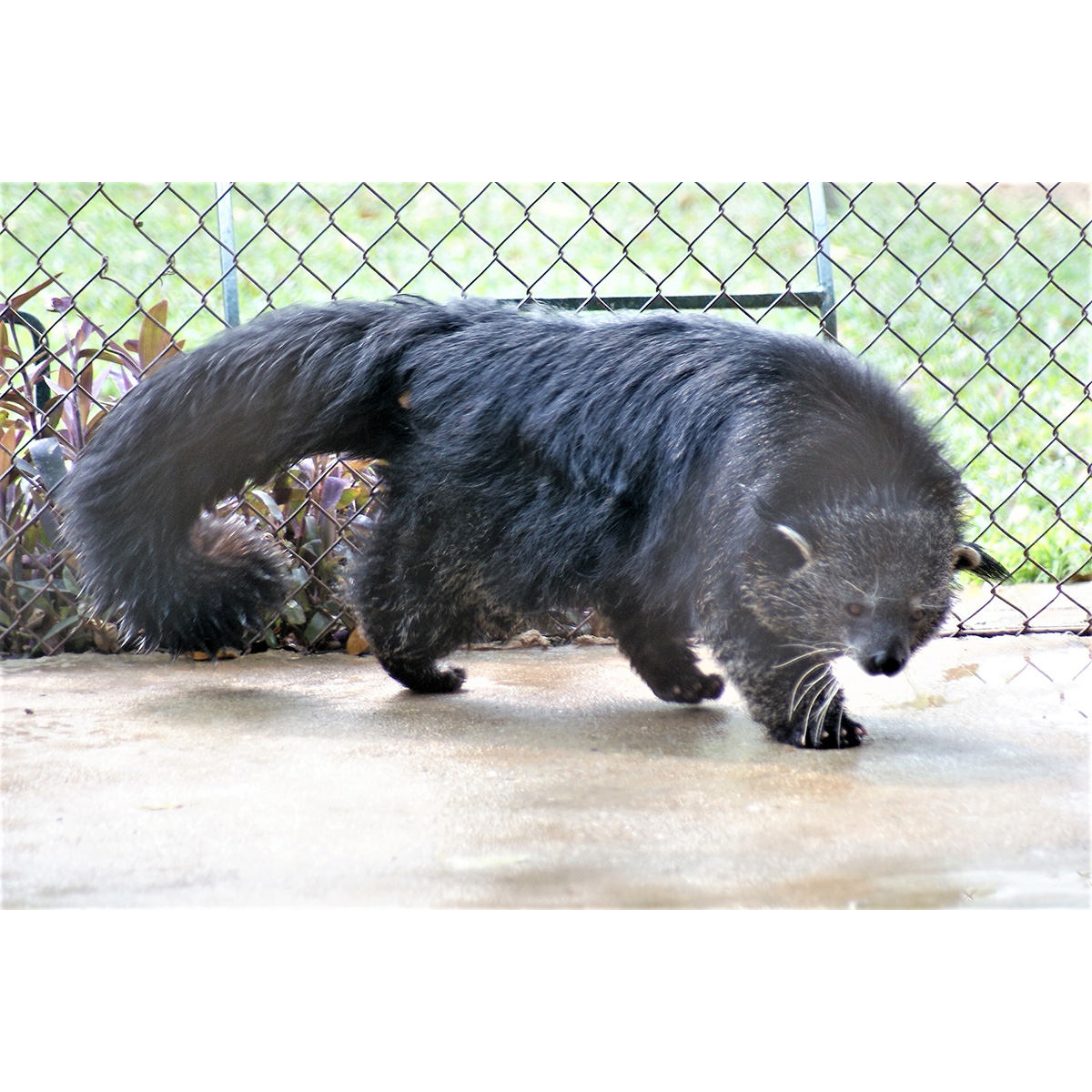 Бинтуронг (Arctictis binturong) Фото №3
