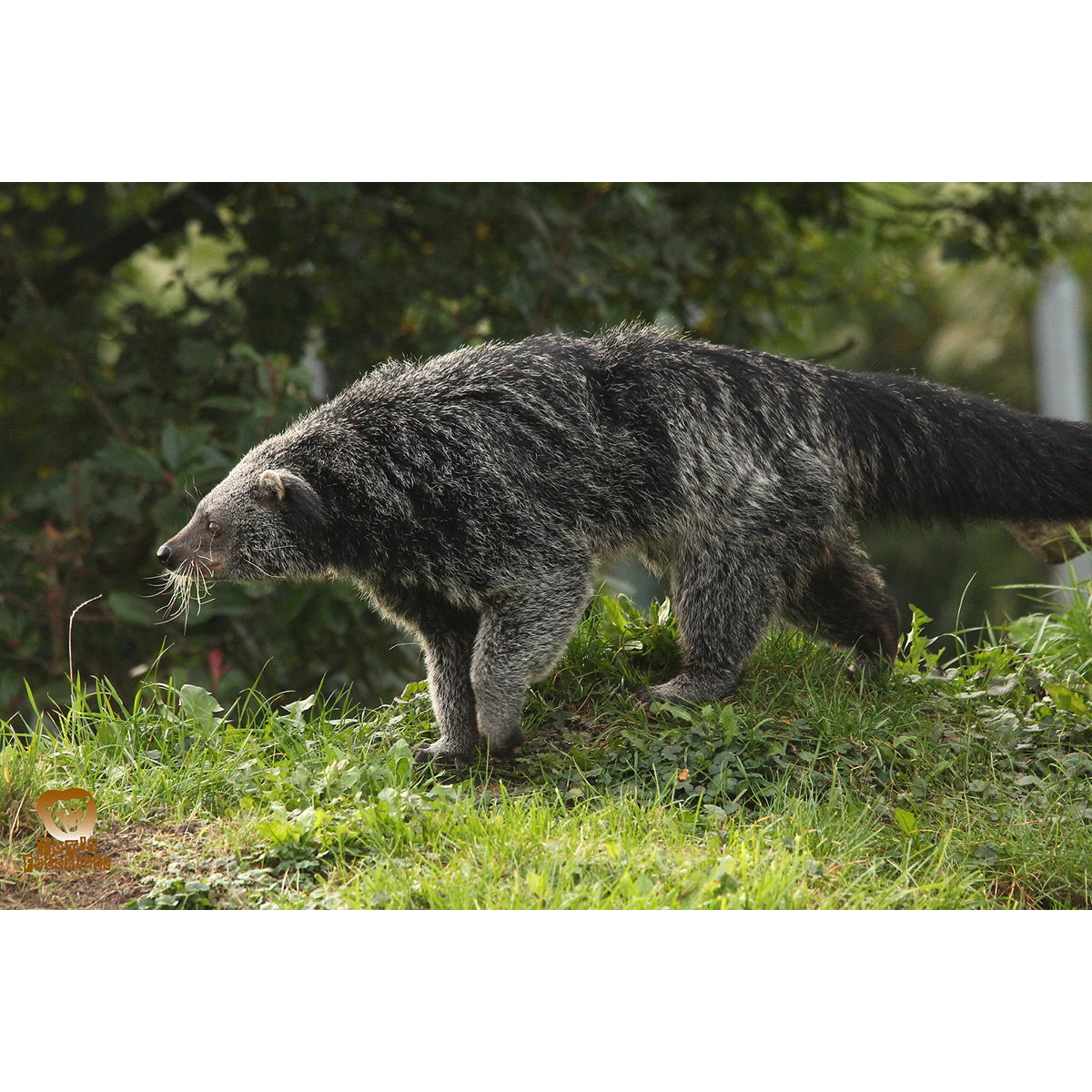 Бинтуронг (Arctictis binturong) Фото №4