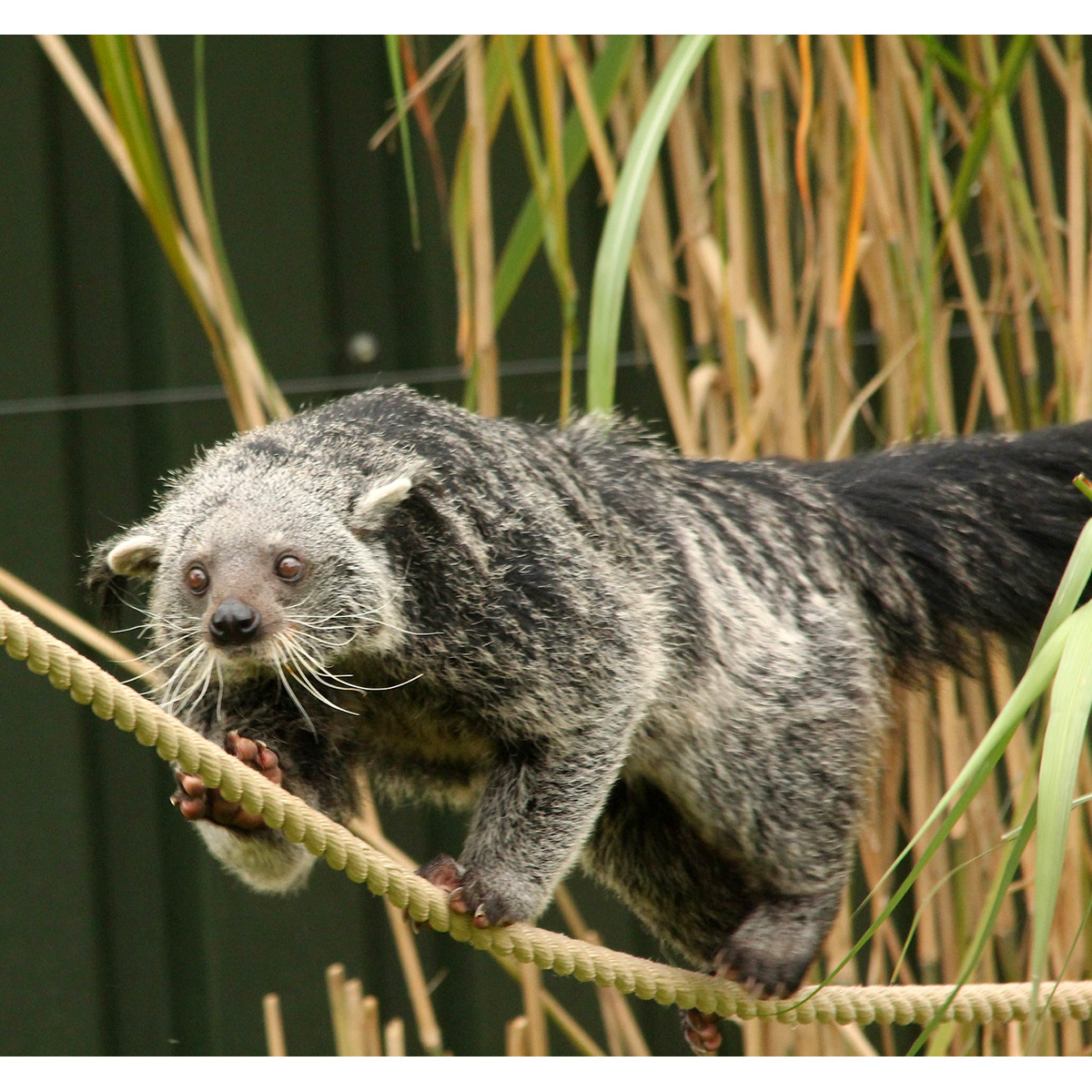 Бинтуронг (Arctictis binturong) Фото №5