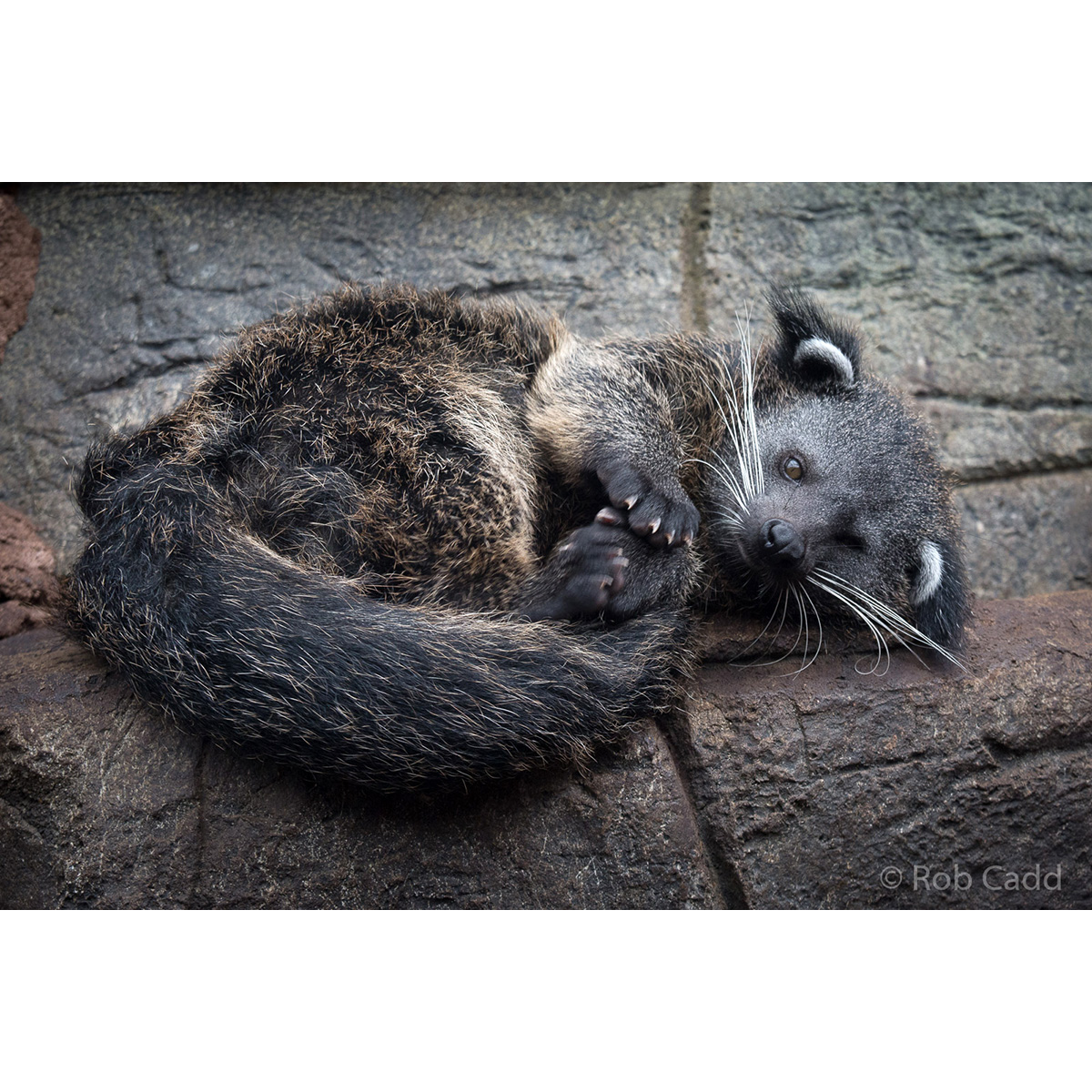 Бинтуронг (Arctictis binturong) Фото №6