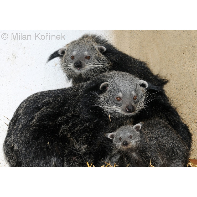 Бинтуронг (Arctictis binturong) Фото №7