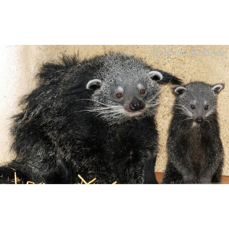Бинтуронг (Arctictis binturong) Фото №8