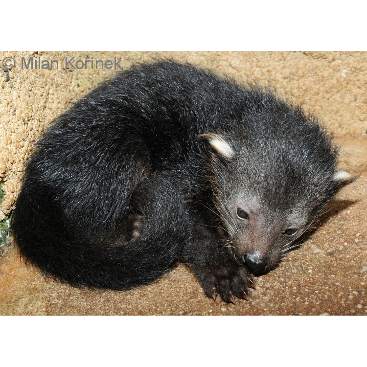 Бинтуронг (Arctictis binturong) Фото №9
