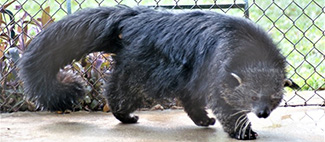 Arctictis binturong albifrons