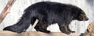 Arctictis binturong binturong