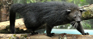 Arctictis binturong penicillatus