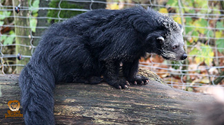 Arctictis binturong whitei