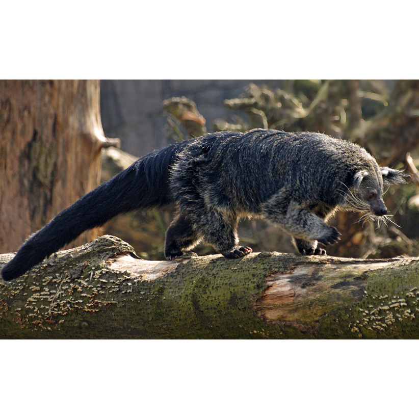 Бинтуронг (Arctictis binturong) Фото №1