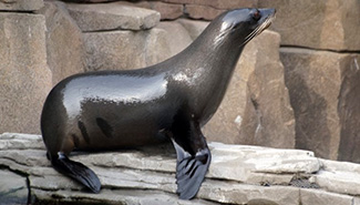 Arctocephalus australis australis