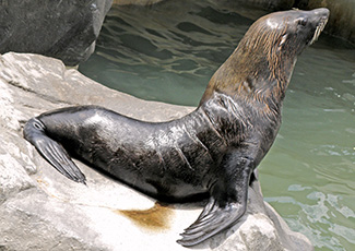 Arctocephalus australis gracilis