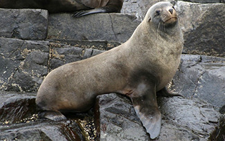 Arctocephalus pusillus doriferus