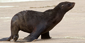 Arctocephalus pusillus pusillus