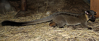 Arctogalidia trivirgata trivirgata