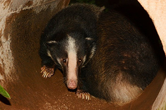 Arctonyx collaris hoevenii