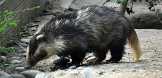 Arctonyx collaris leucolaemus