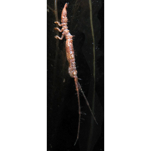 Семейство Arcturidae фото