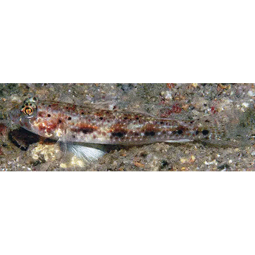Род Arcygobius фото