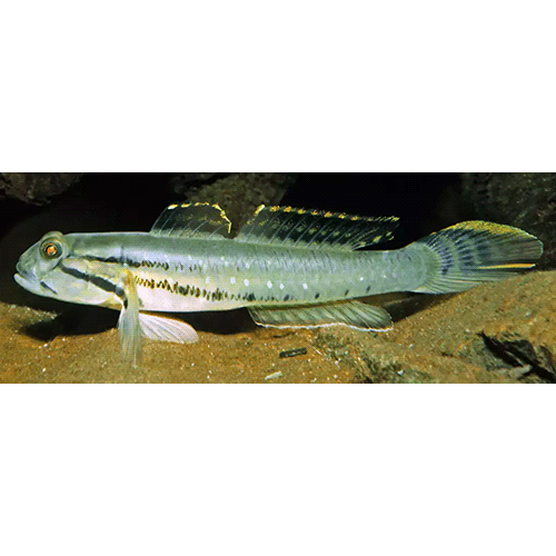 Род Arenigobius фото