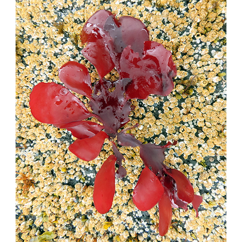 Семейство Areschougiaceae фото