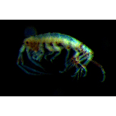 Семейство Argissidae фото