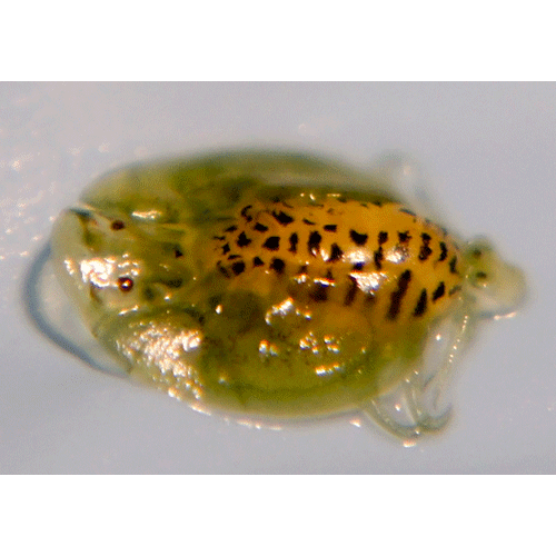 Семейство Argulidae фото