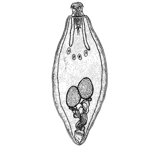 Семейство Arhythmacanthidae фото