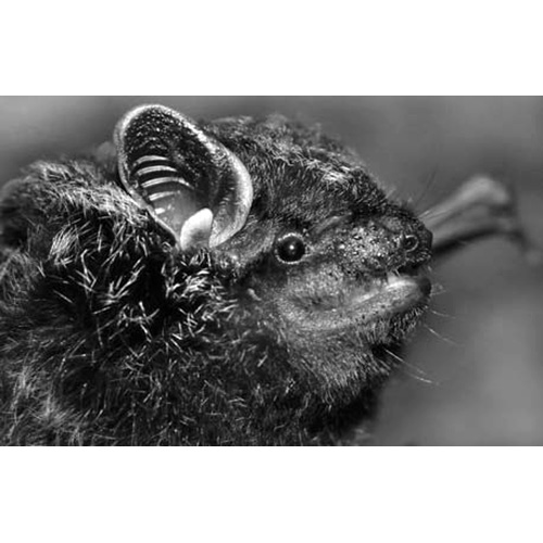 Чёрный нетопырь (Arielulus circumdatus) Фото №3