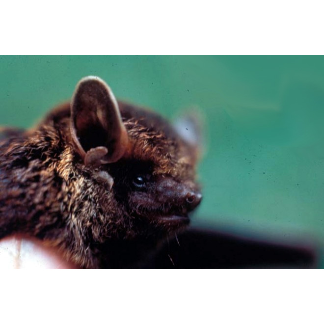 Coppery Pipistrelle (Arielulus cuprosus) Фото №2