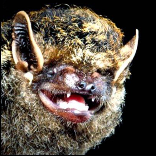 Coppery Pipistrelle (Arielulus cuprosus) Фото №3